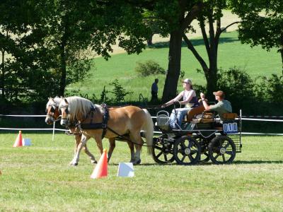 Foto des Albums: Fahrturnier Hilders 2019