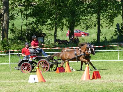 Foto des Albums: Fahrturnier Hilders 2019
