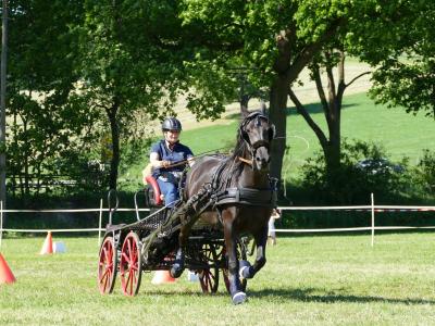 Foto des Albums: Fahrturnier Hilders 2019