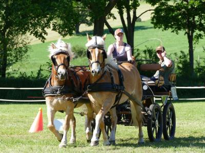 Foto des Albums: Fahrturnier Hilders 2019