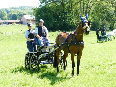 Foto des Albums: Fahrturnier Hilders 2019