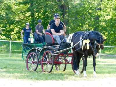 Foto des Albums: Fahrturnier Hilders 2019