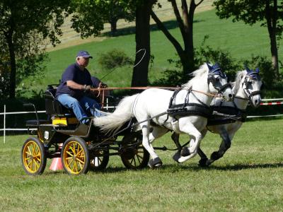 Foto des Albums: Fahrturnier Hilders 2019