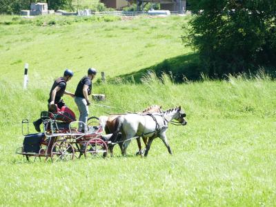 Foto des Albums: Fahrturnier Hilders 2019