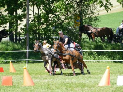 Foto des Albums: Fahrturnier Hilders 2019