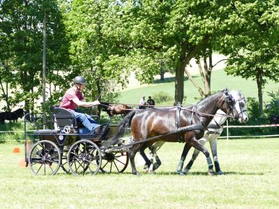 Foto des Albums: Fahrturnier Hilders 2019