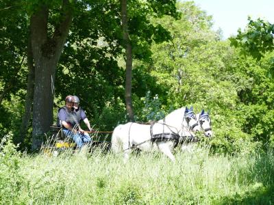 Foto des Albums: Fahrturnier Hilders 2019