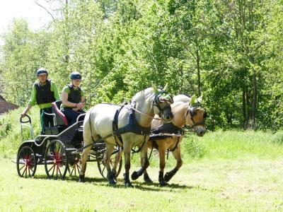 Foto des Albums: Fahrturnier Hilders 2019