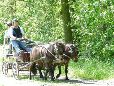 Foto des Albums: Fahrturnier Hilders 2019