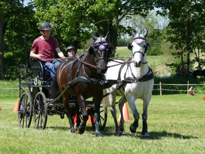 Foto des Albums: Fahrturnier Hilders 2019