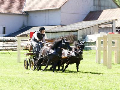 Foto des Albums: Fahrturnier Hilders 2019