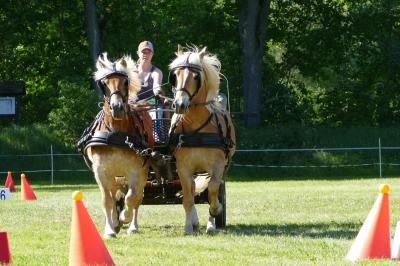 Foto des Albums: Fahrturnier Hilders 2019