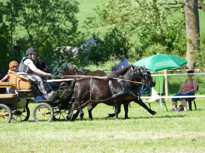 Foto des Albums: Fahrturnier Hilders 2019