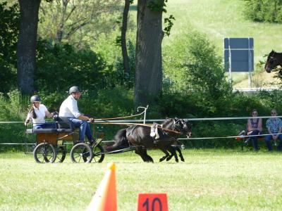 Foto des Albums: Fahrturnier Hilders 2019