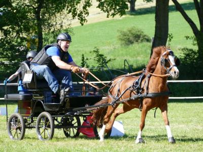 Foto des Albums: Fahrturnier Hilders 2019