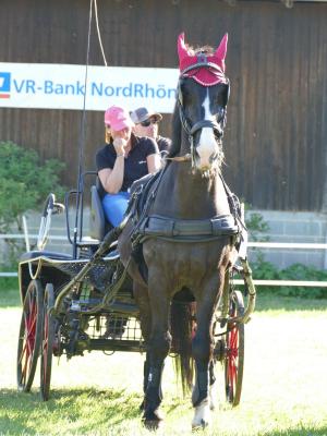 Foto des Albums: Fahrturnier Hilders 2019
