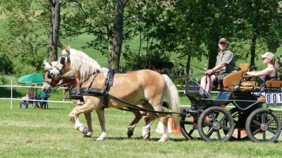 Foto des Albums: Fahrturnier Hilders 2019