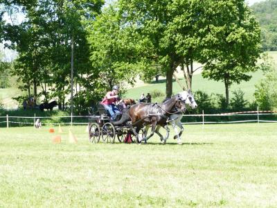 Foto des Albums: Fahrturnier Hilders 2019
