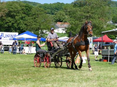 Foto des Albums: Fahrturnier Hilders 2019