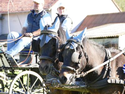 Foto des Albums: Fahrturnier Hilders 2019