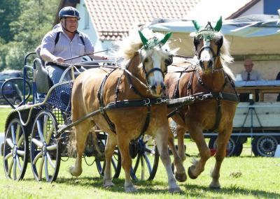 Foto des Albums: Fahrturnier Hilders 2019
