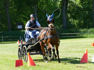 Foto des Albums: Fahrturnier Hilders 2019