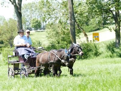 Foto des Albums: Fahrturnier Hilders 2019