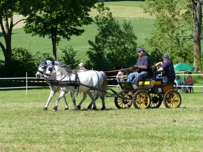 Foto des Albums: Fahrturnier Hilders 2019