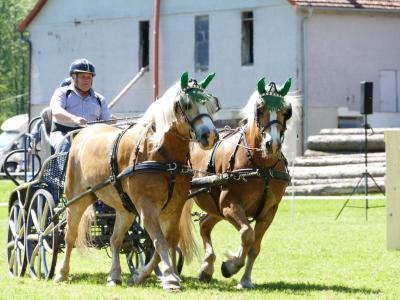 Foto des Albums: Fahrturnier Hilders 2019