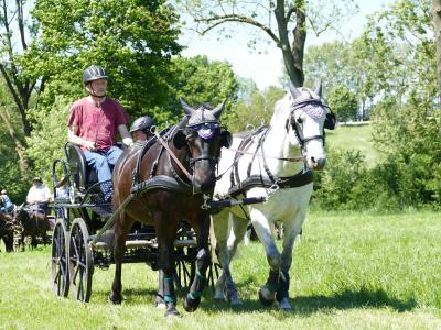 Foto des Albums: Fahrturnier Hilders 2019