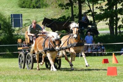 Foto des Albums: Fahrturnier Hilders 2019