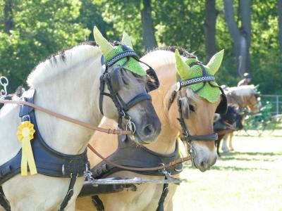 Foto des Albums: Fahrturnier Hilders 2019