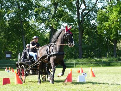 Foto des Albums: Fahrturnier Hilders 2019