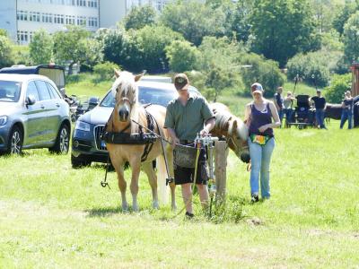Foto des Albums: Fahrturnier Hilders 2019