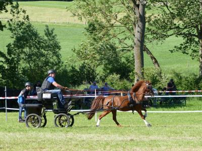 Foto des Albums: Fahrturnier Hilders 2019