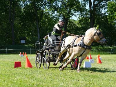Foto des Albums: Fahrturnier Hilders 2019
