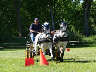 Foto des Albums: Fahrturnier Hilders 2019