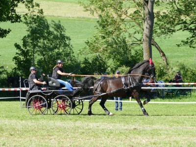 Foto des Albums: Fahrturnier Hilders 2019