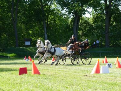 Foto des Albums: Fahrturnier Hilders 2019