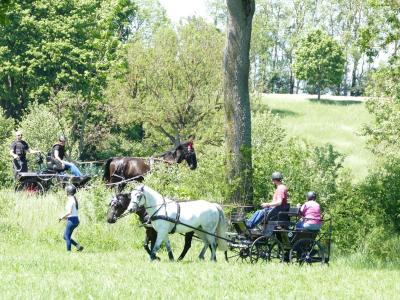 Foto des Albums: Fahrturnier Hilders 2019