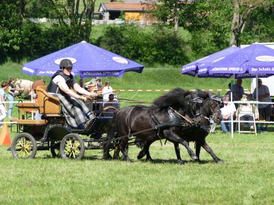Foto des Albums: Fahrturnier Hilders 2019