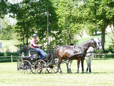 Foto des Albums: Fahrturnier Hilders 2019