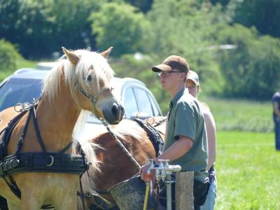 Foto des Albums: Fahrturnier Hilders 2019