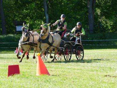 Foto des Albums: Fahrturnier Hilders 2019