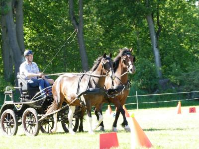 Foto des Albums: Fahrturnier Hilders 2019