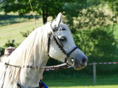 Foto des Albums: Fahrturnier Hilders 2019