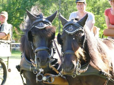 Foto des Albums: Fahrturnier Hilders 2019