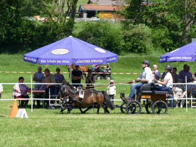 Foto des Albums: Fahrturnier Hilders 2019