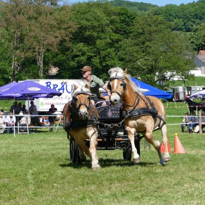 Foto des Albums: Fahrturnier Hilders 2019