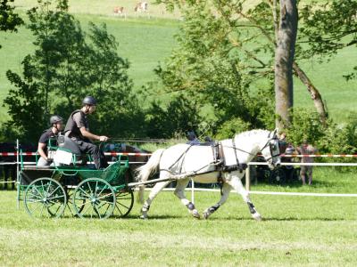 Foto des Albums: Fahrturnier Hilders 2019